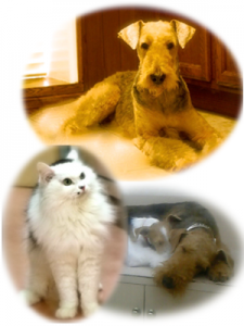 横浜金沢区の動物病院 マーサ動物病院　診療対象犬と猫